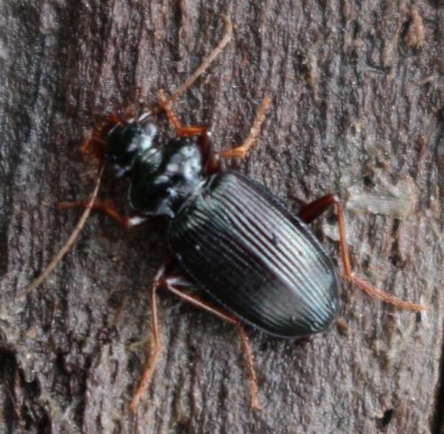 Leistus fulvibarbis